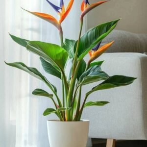 Bird of paradise