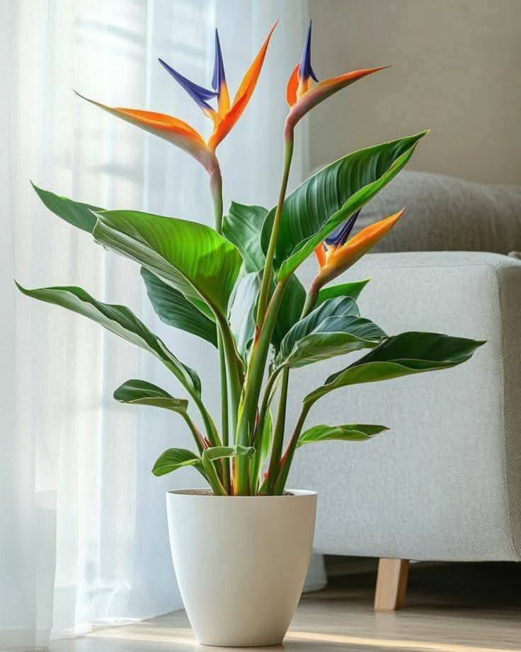 Bird of paradise Bird of paradise