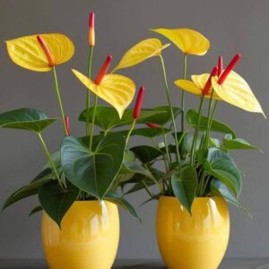anthurium