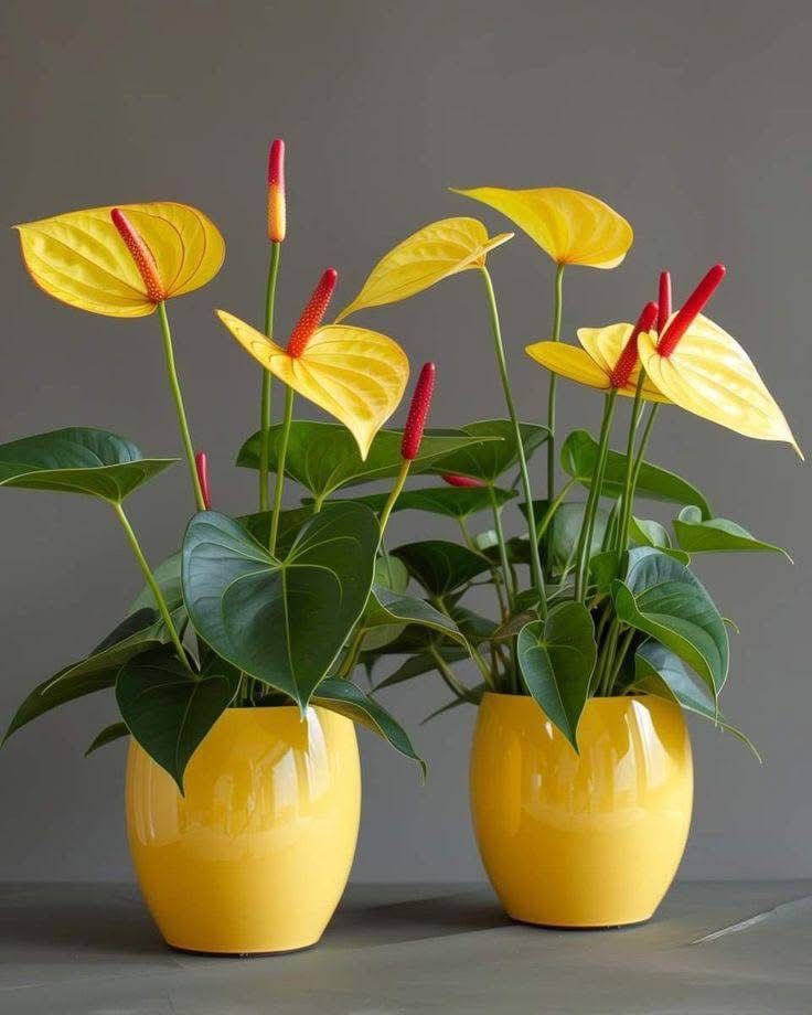anthurium anthurium